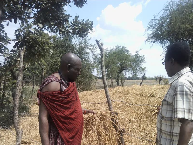 Modern livestock keeping: a path to peace and prosperity